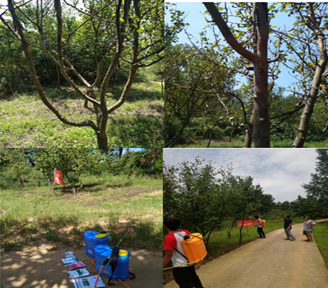 队员在老师和当地技术员指导下对受黑斑病损害严重的林木进行打药处理